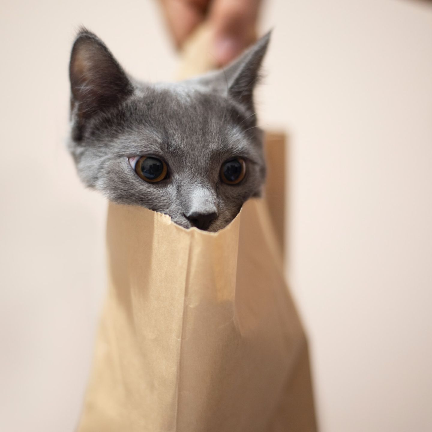 Katze schaut aus dem Sack in dem sie gekauft wurde