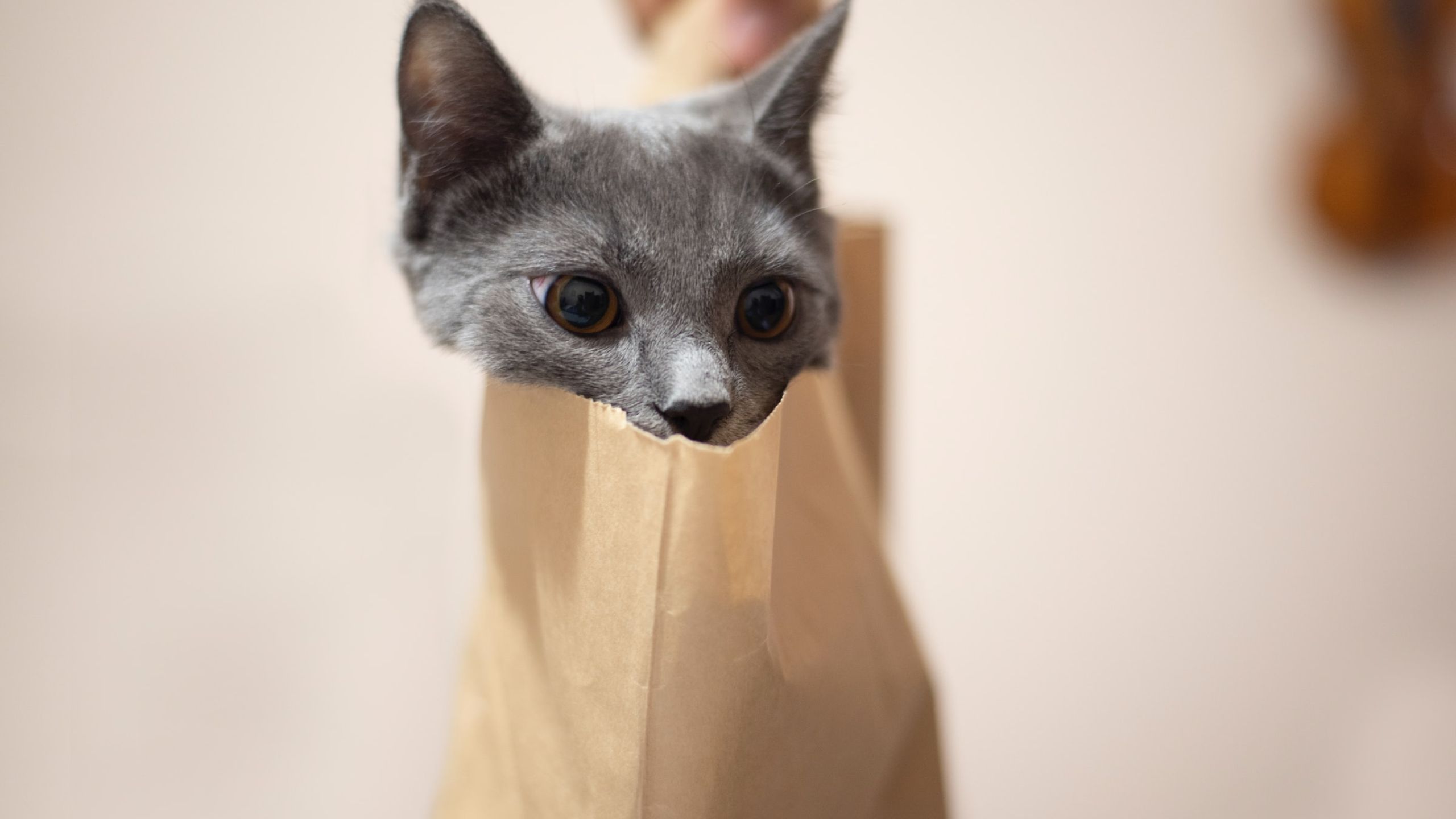 Katze schaut aus dem Sack in dem sie gekauft wurde